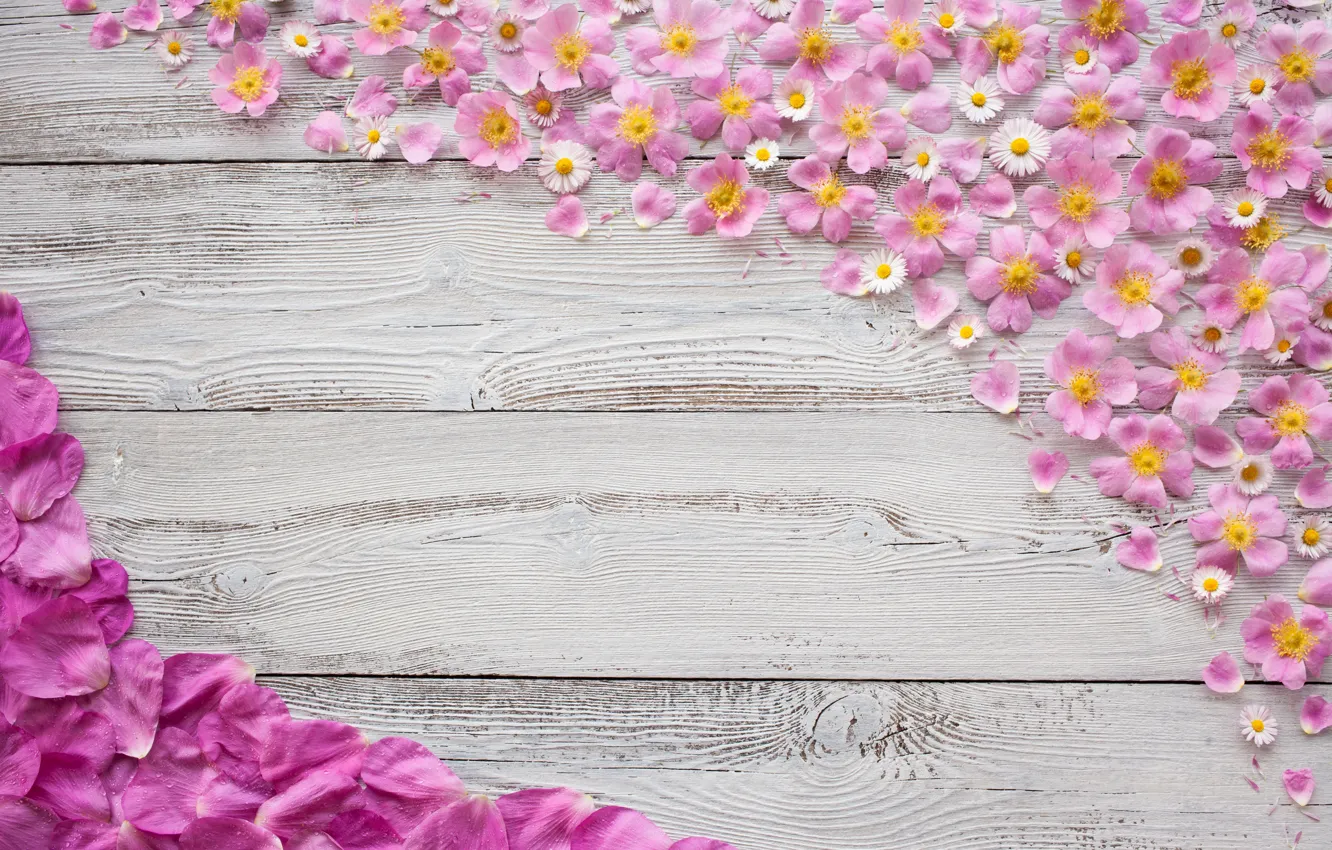 Photo wallpaper background, chamomile, texture, petals, rose, wood, pink, Marguerite