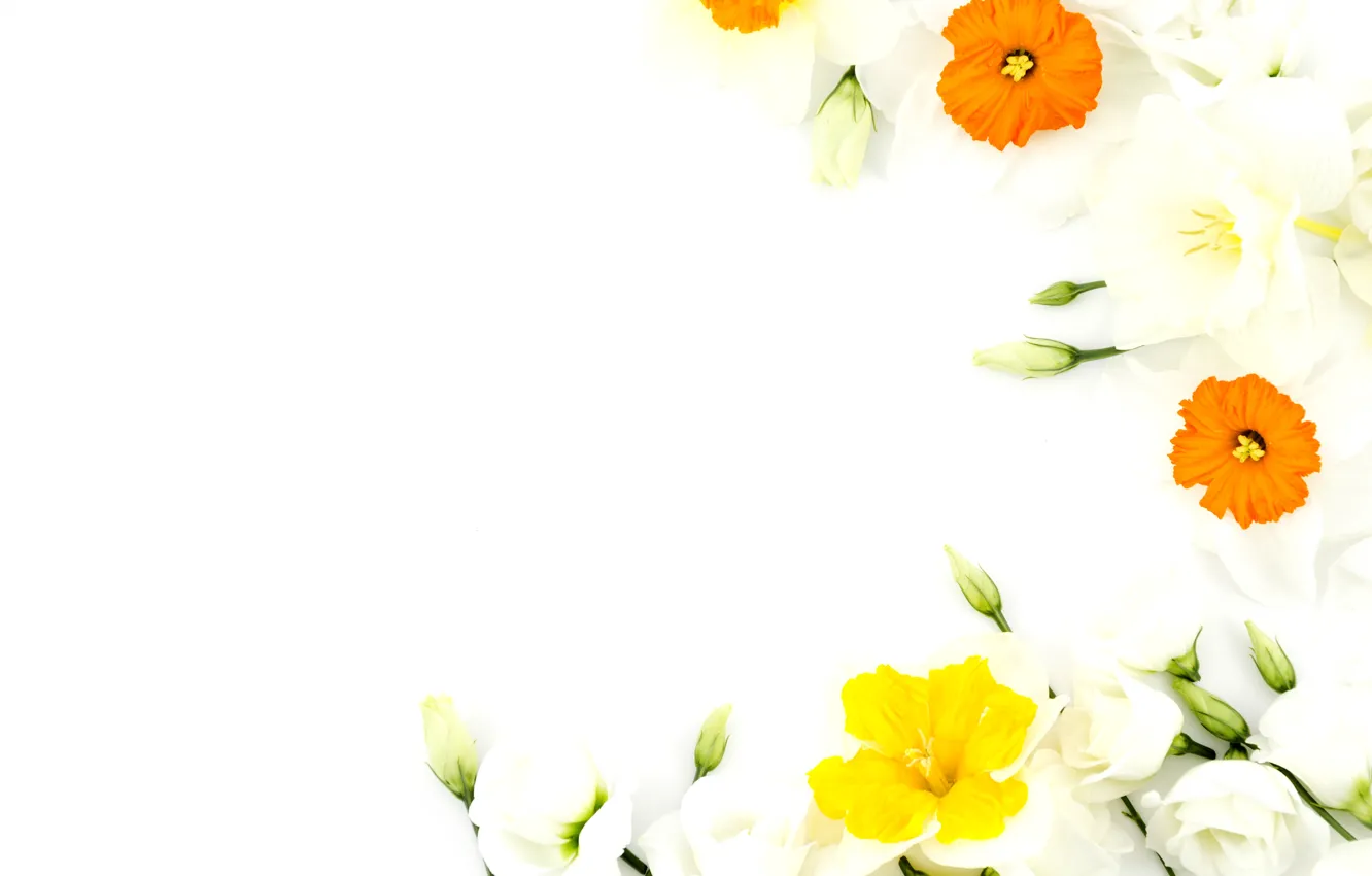 Photo wallpaper flowers, background, spring, flowering, daffodils