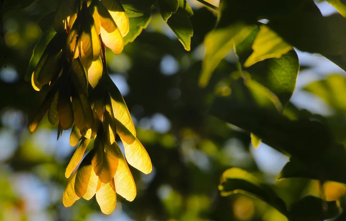 Photo wallpaper leafs, plant, twig