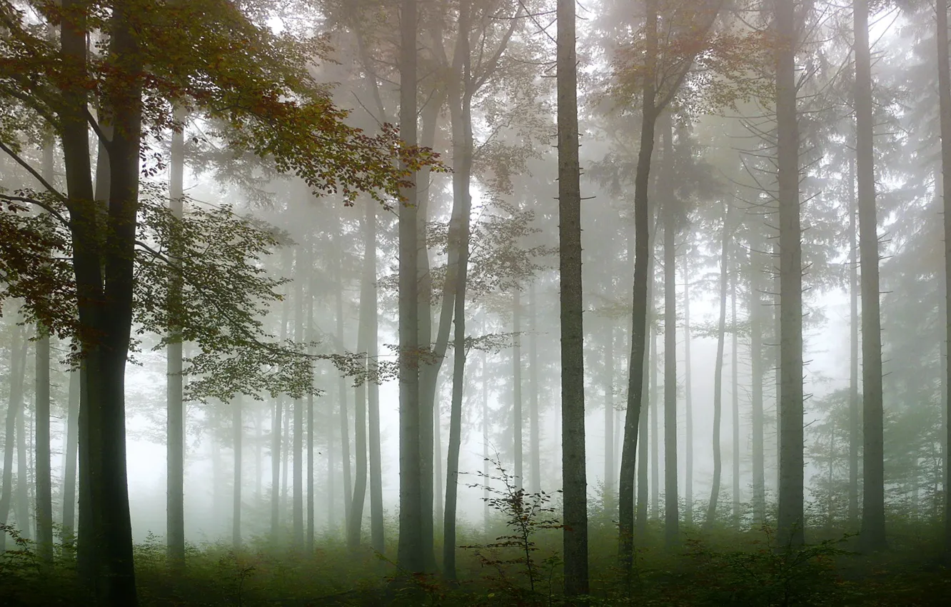 Photo wallpaper forest, trees, nature, fog, morning