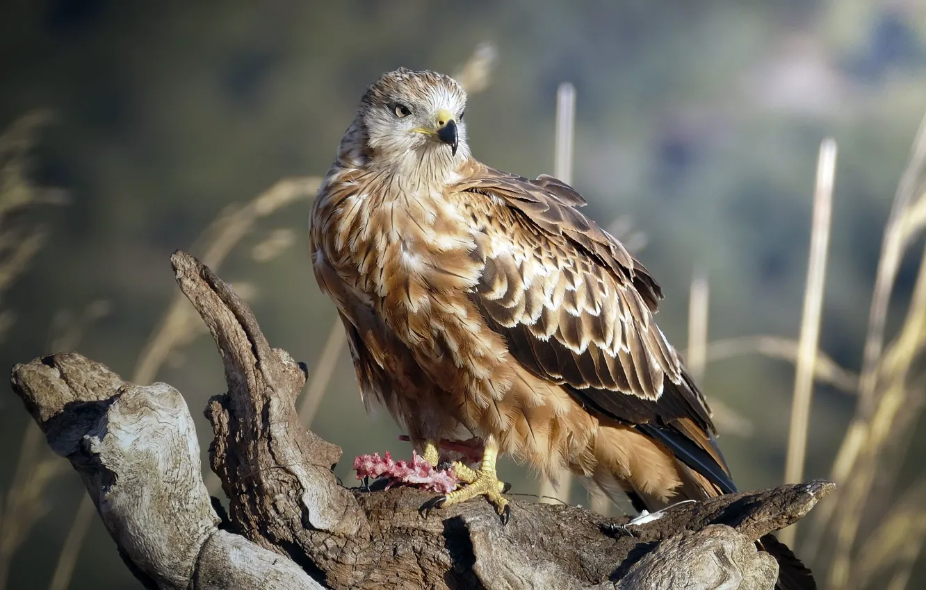 Photo wallpaper nature, bird, Falcon