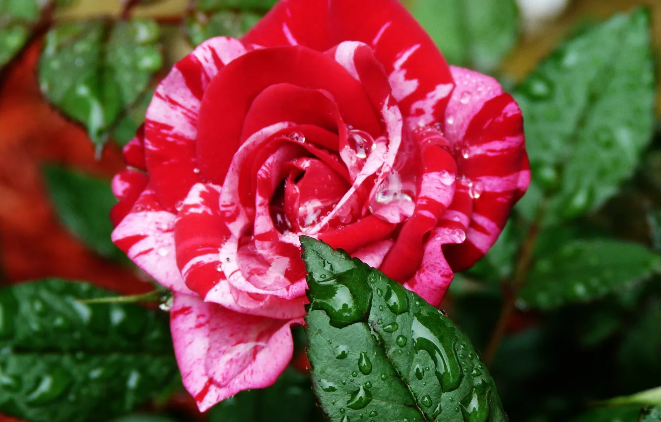 Photo wallpaper flower, water, drops, Rose