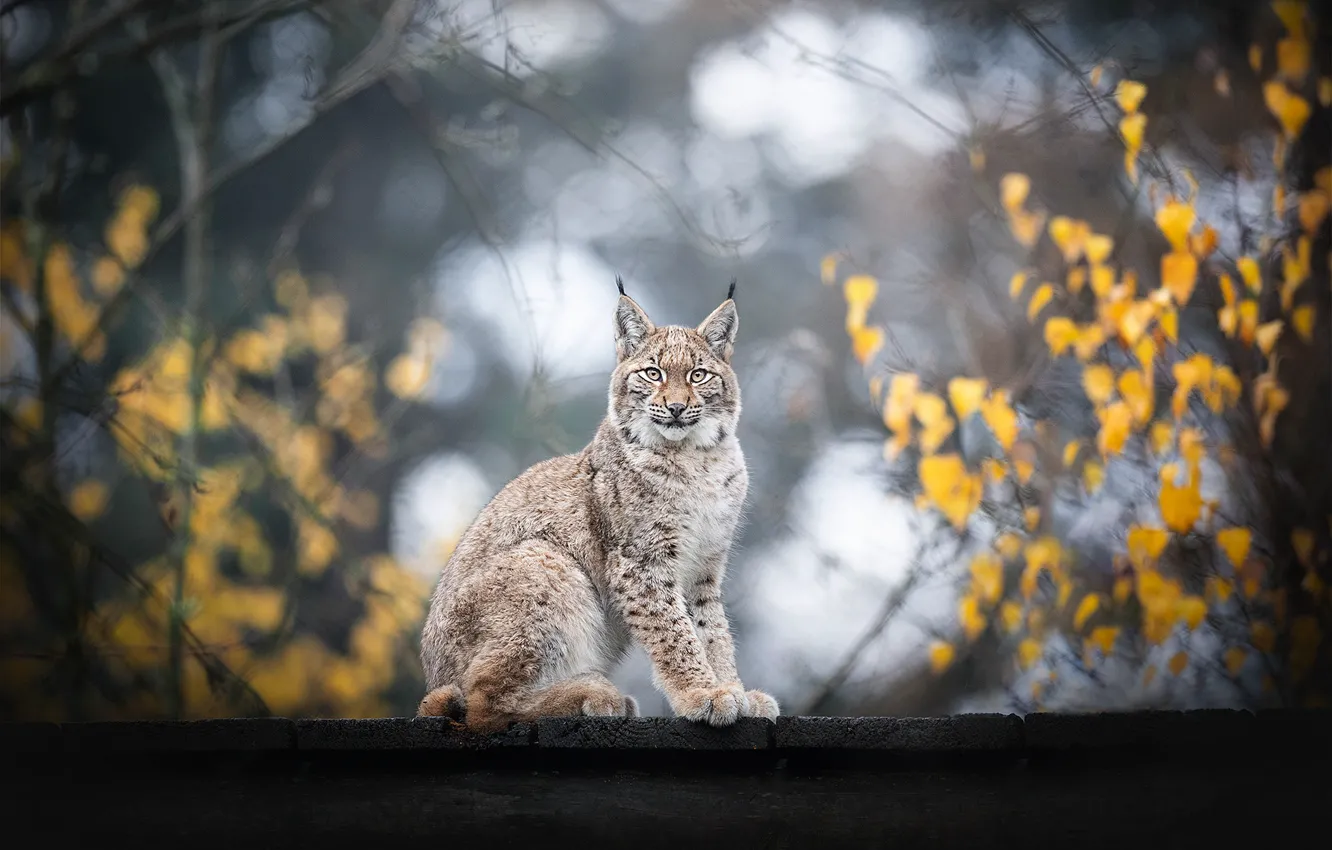Photo wallpaper branches, lynx, sitting