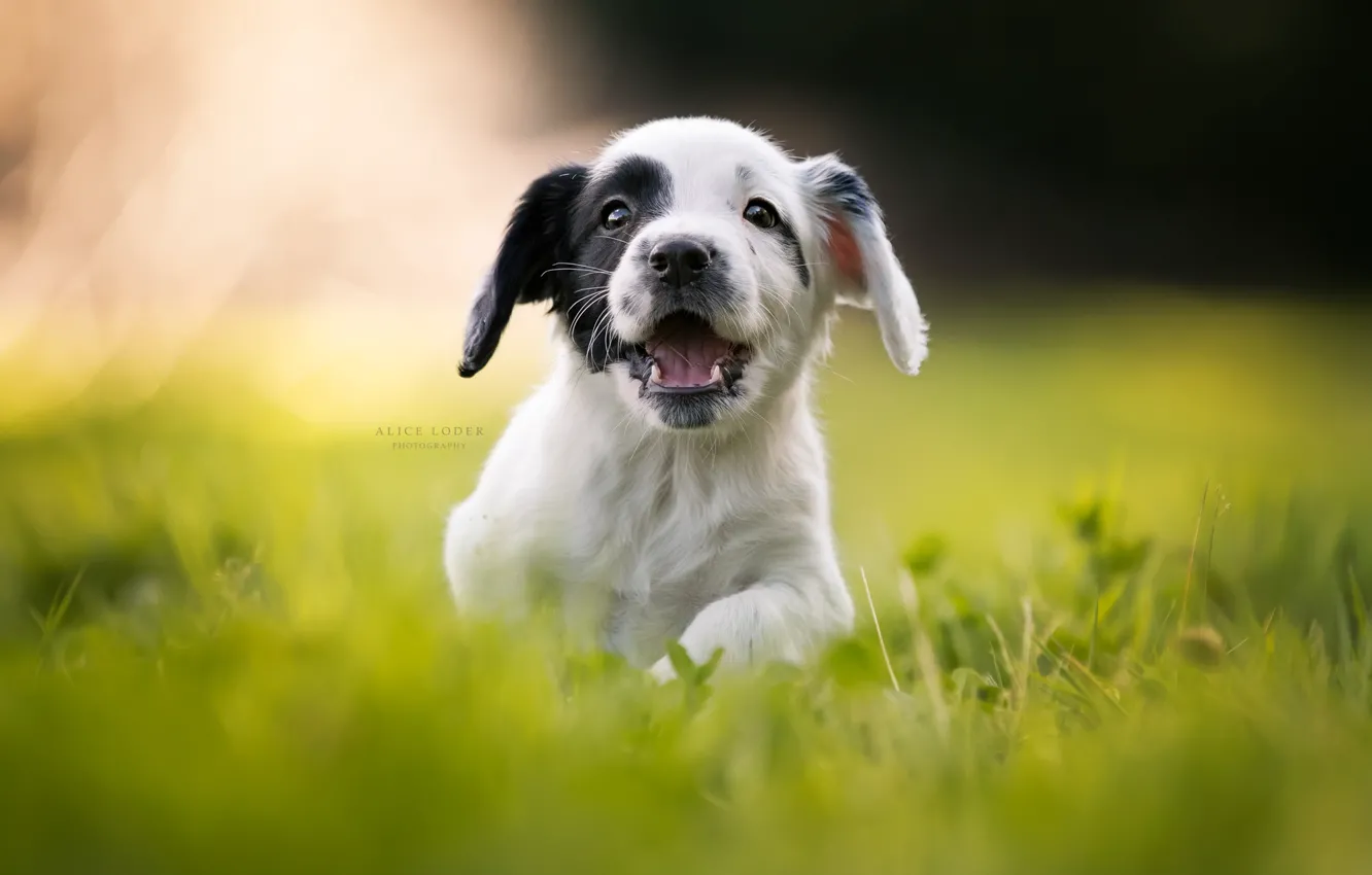 Photo wallpaper grass, joy, mood, puppy, walk, bokeh, doggie, Cocker Spaniel