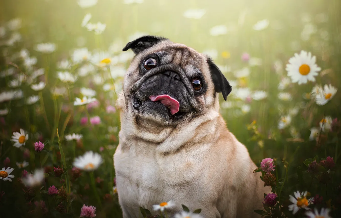 Photo wallpaper language, summer, look, flowers, portrait, chamomile, dog, meadow