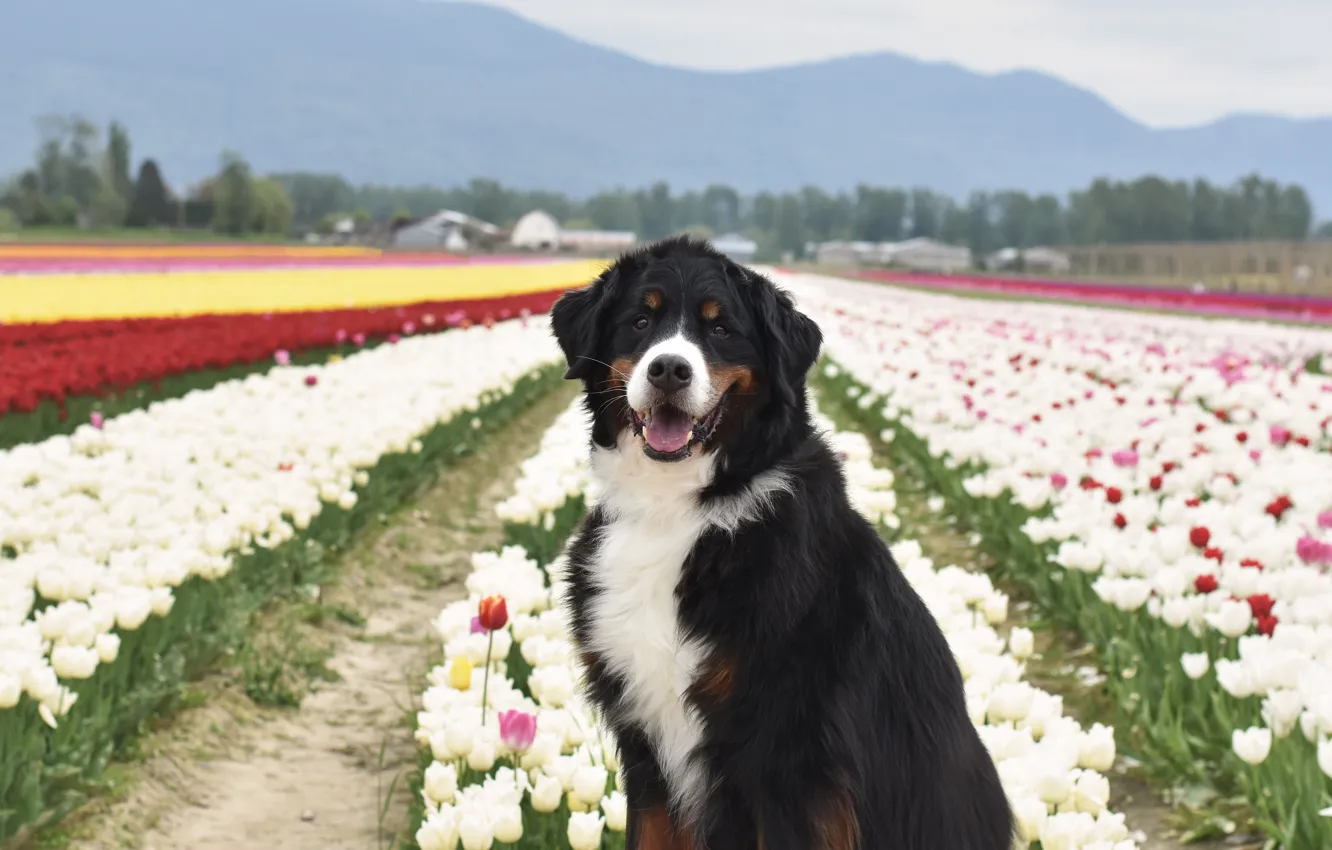 Photo wallpaper field, look, flowers, mountains, pose, dog, spring, tulips