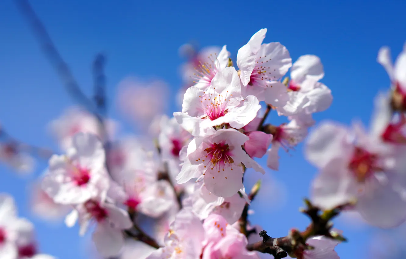 Photo wallpaper flowers, branches, cherry, blur, spring, pink, white, flowering