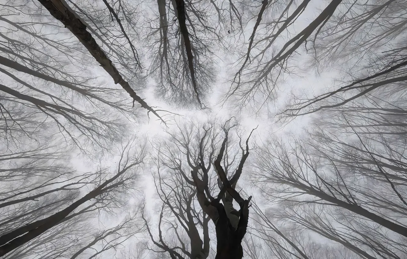 Photo wallpaper forest, branches, fog, vladstudio