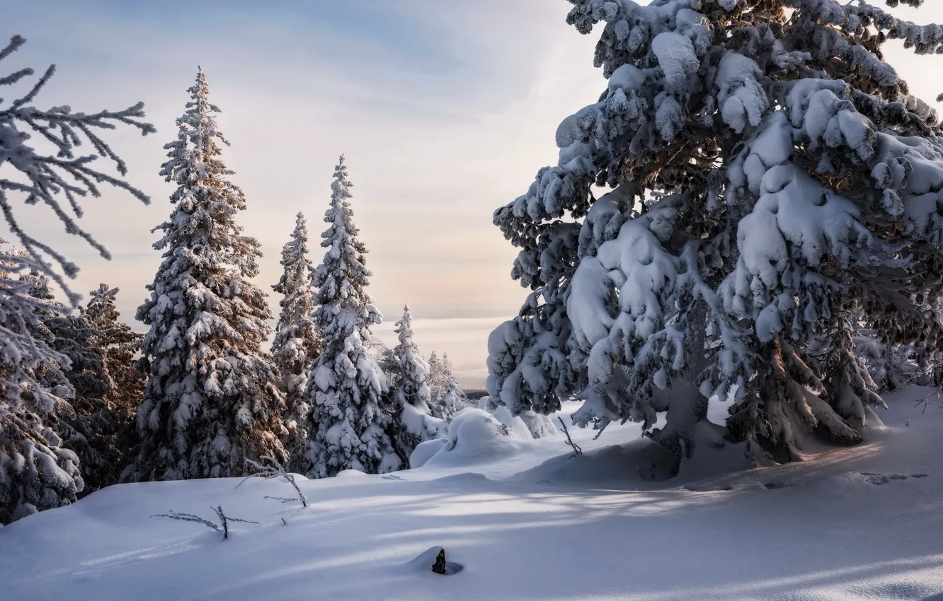 Photo wallpaper winter, forest, snow, ate, the snow