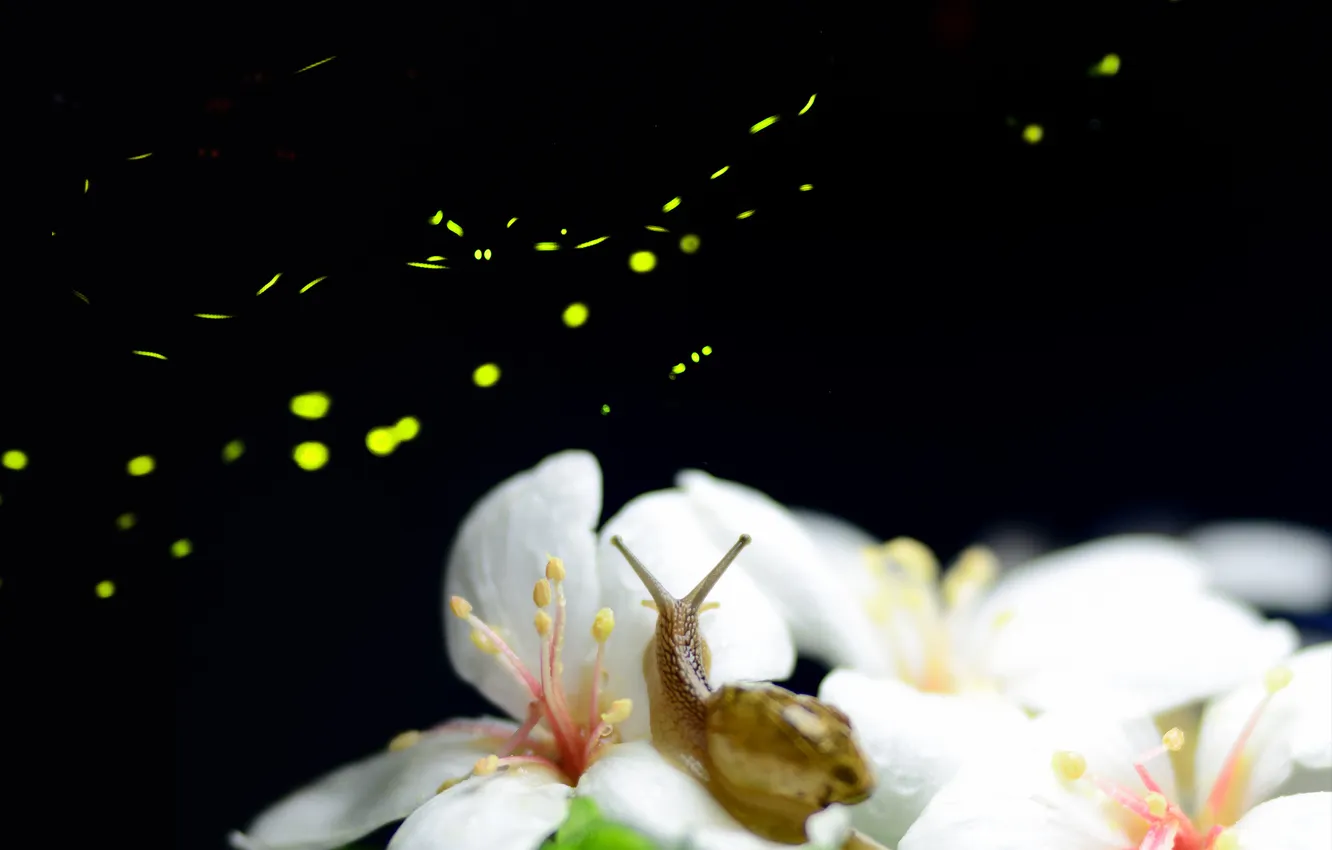 Photo wallpaper flowers, night, fireflies, snail, white