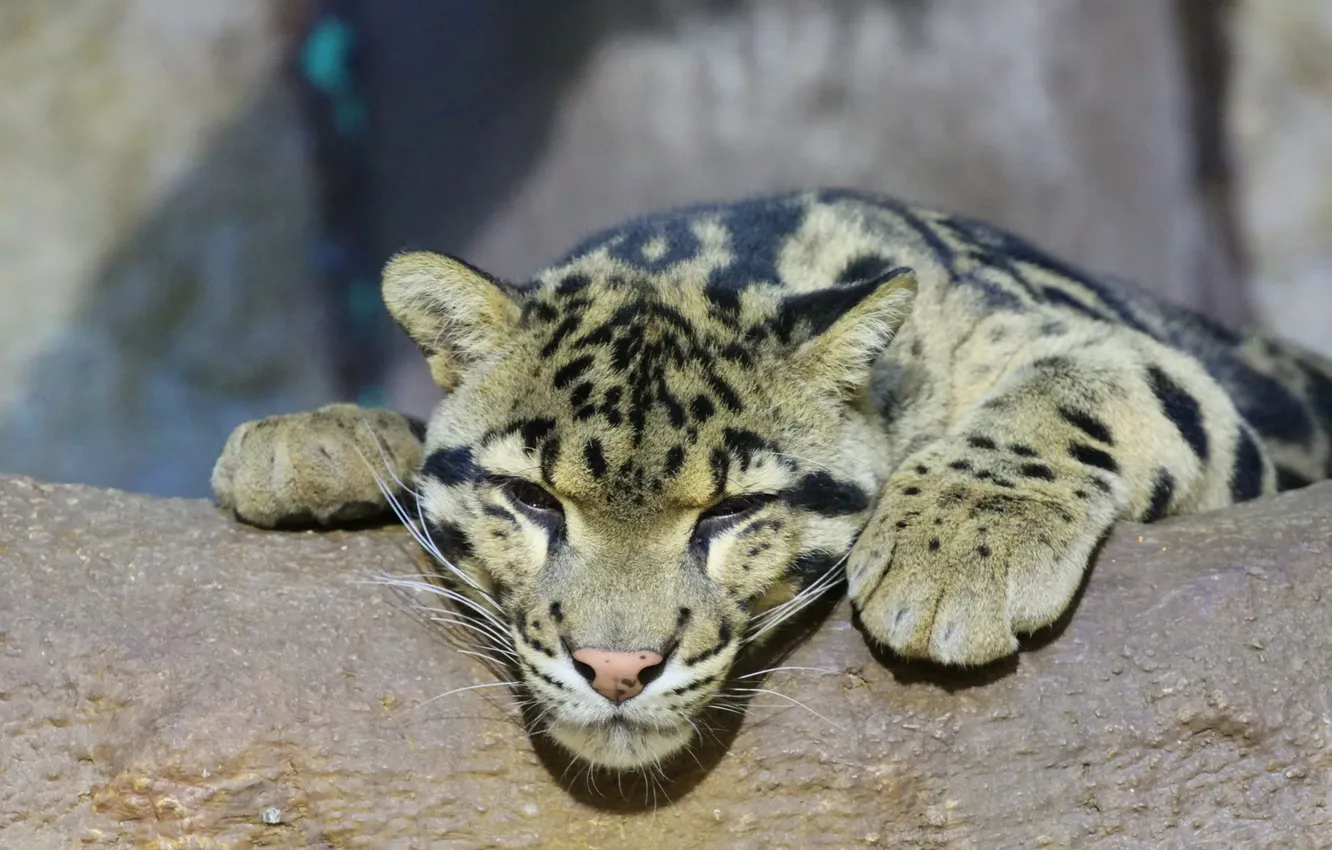 Photo wallpaper face, stay, paw, predator, clouded leopard