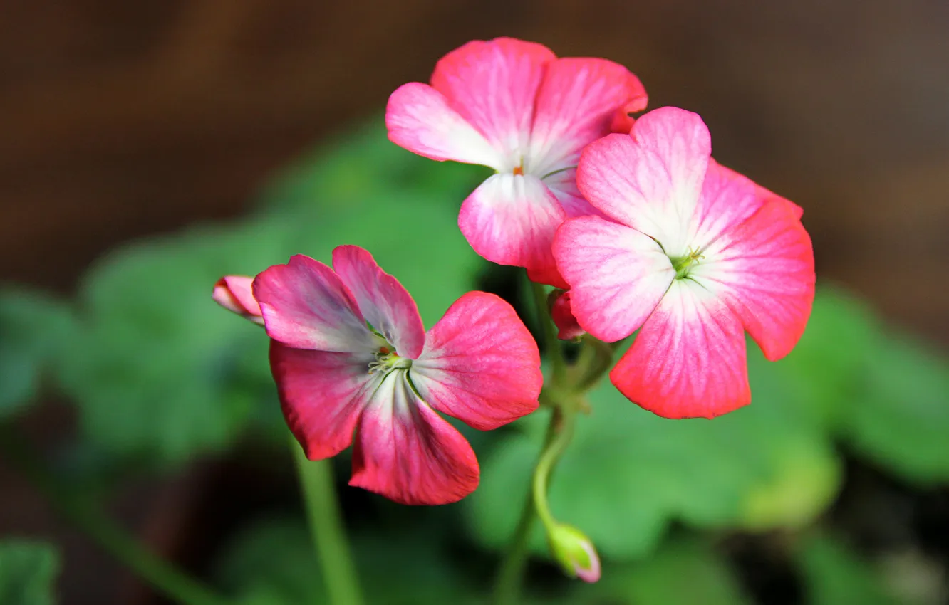 Photo wallpaper macro, flowers, geranium