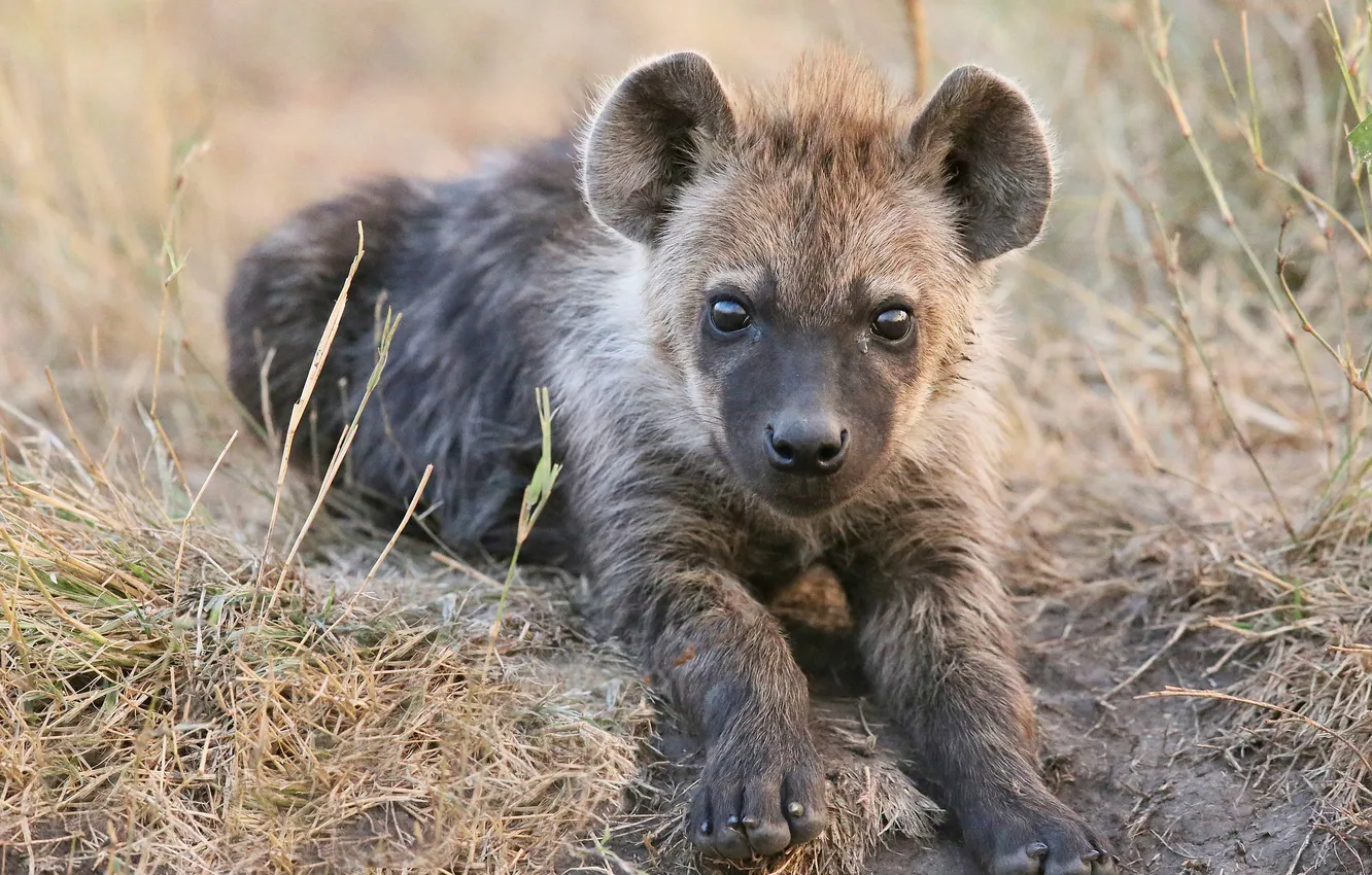 Photo wallpaper grass, look, hyena, cub