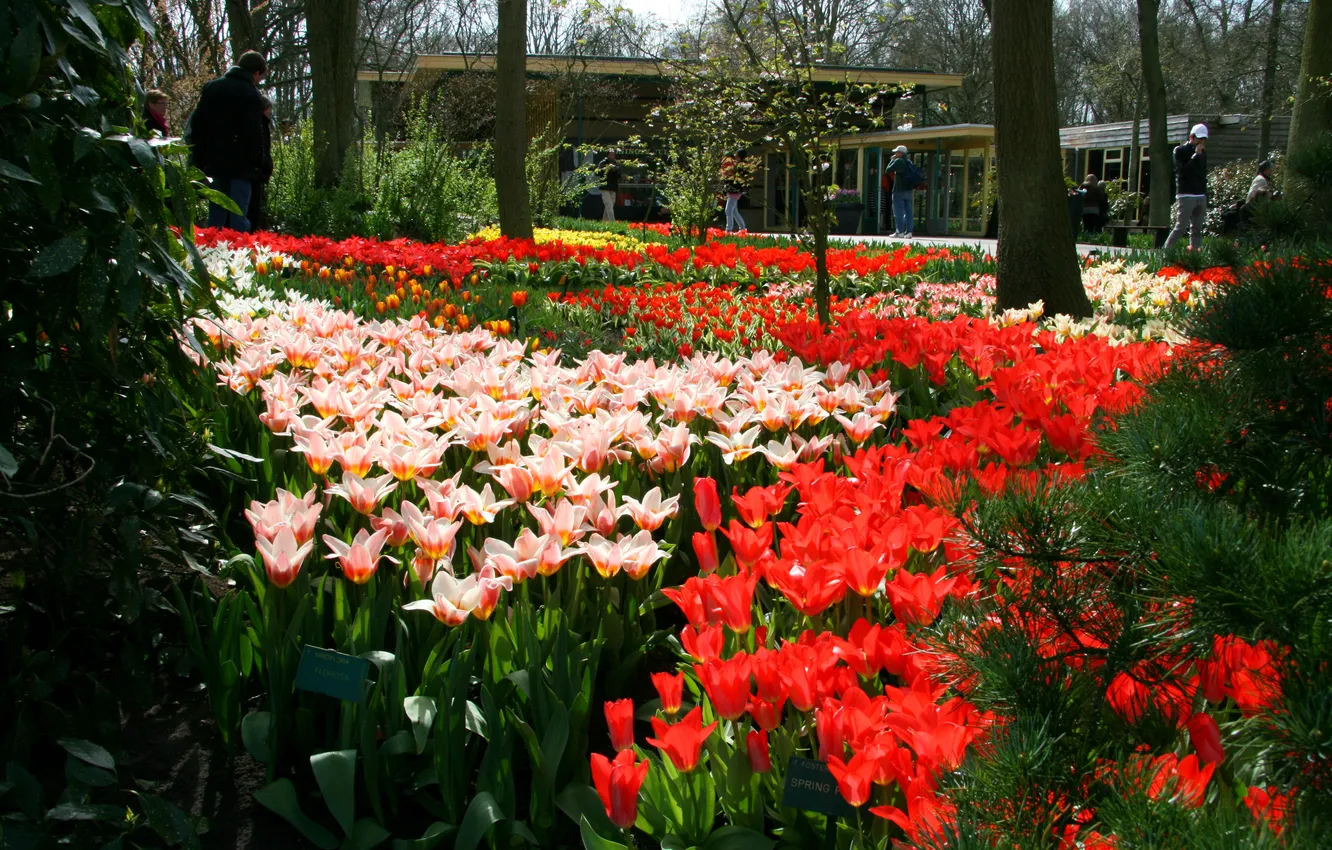 Photo wallpaper Park, tulips, Netherlands, colorful, Keukenhof, flower garden
