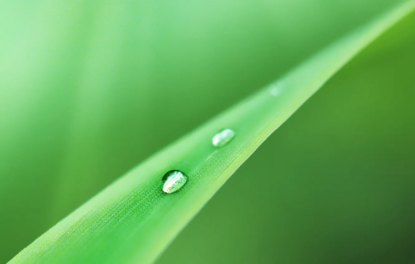 Photo wallpaper leaves, drops, macro, green, background