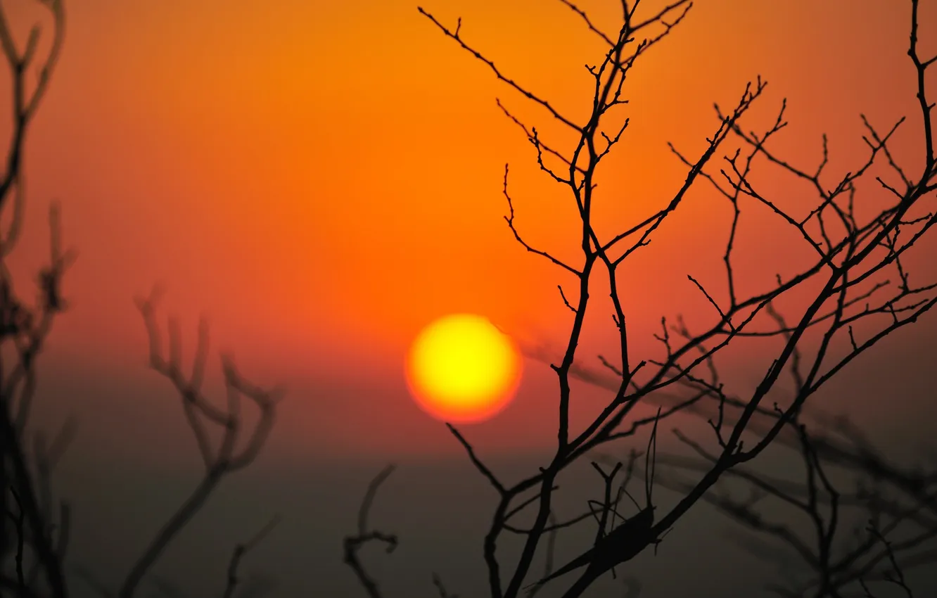 Photo wallpaper the sky, the sun, sunset, branches, silhouette