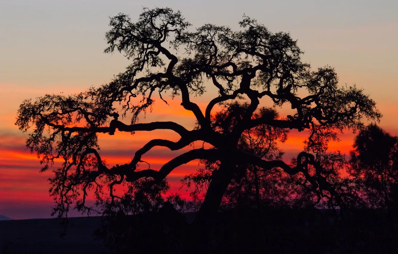 Photo wallpaper the sky, trees, silhouette, glow
