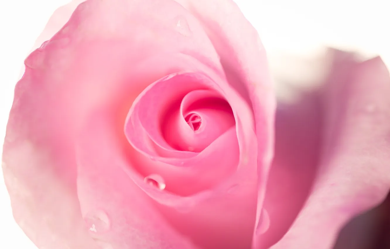 Photo wallpaper macro, flowers, roses, pink