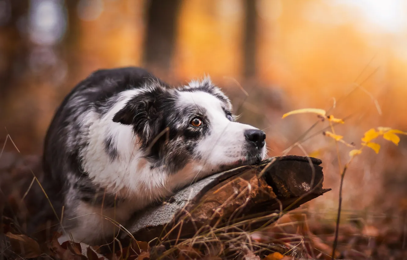 Photo wallpaper autumn, look, each, dog