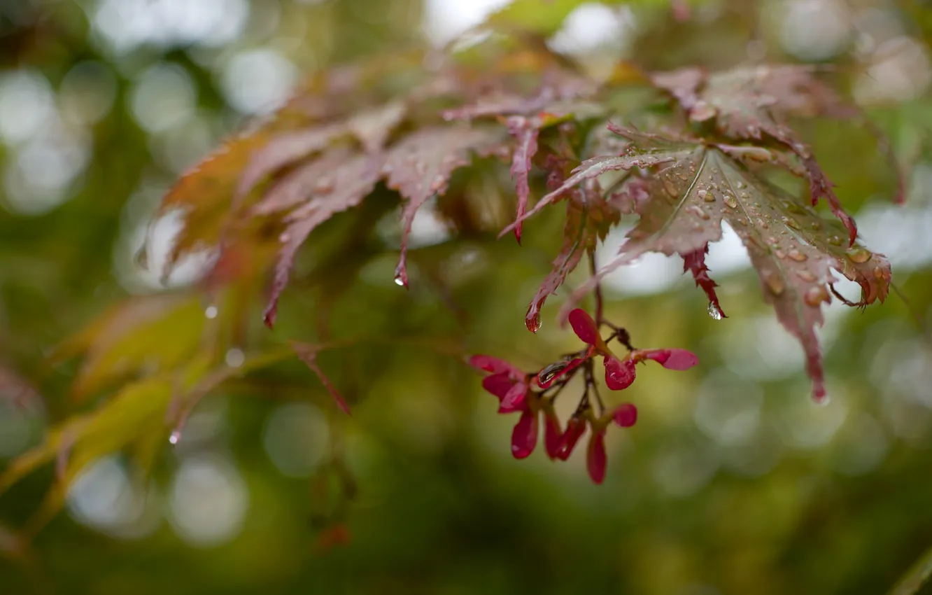Photo wallpaper leaves, drops, branch, seeds, after the rain, maple