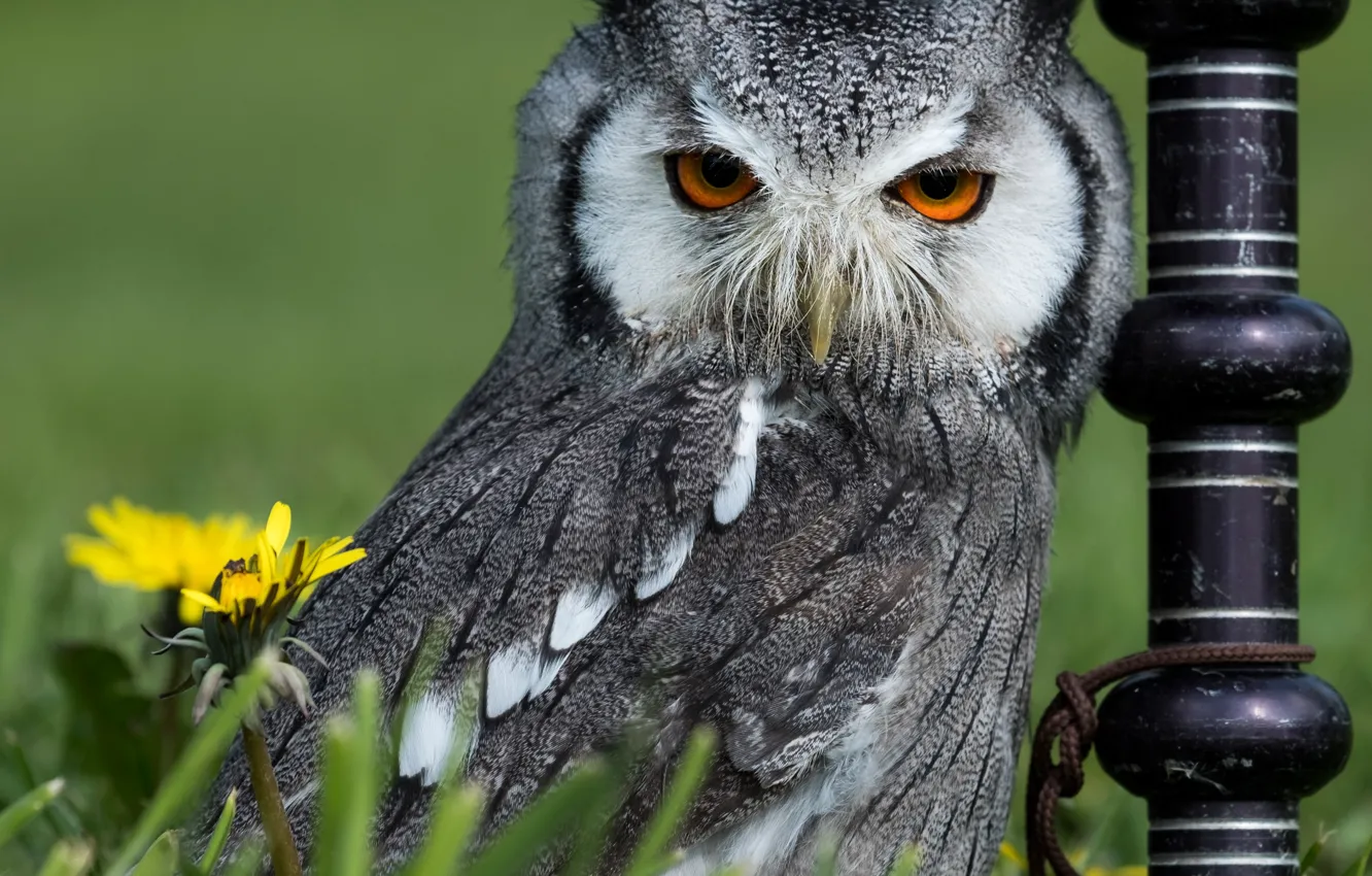 Photo wallpaper grass, flowers, owl, bird, post, dandelions, White-faced scoop