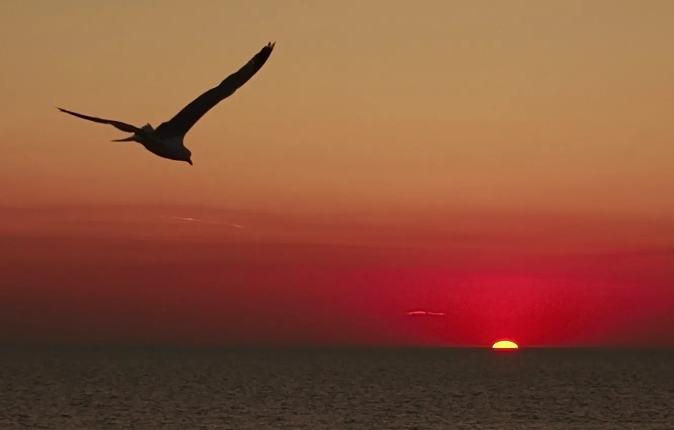 Photo wallpaper sea, clouds, flight, sunset, wings, Seagull, horizon, red sky