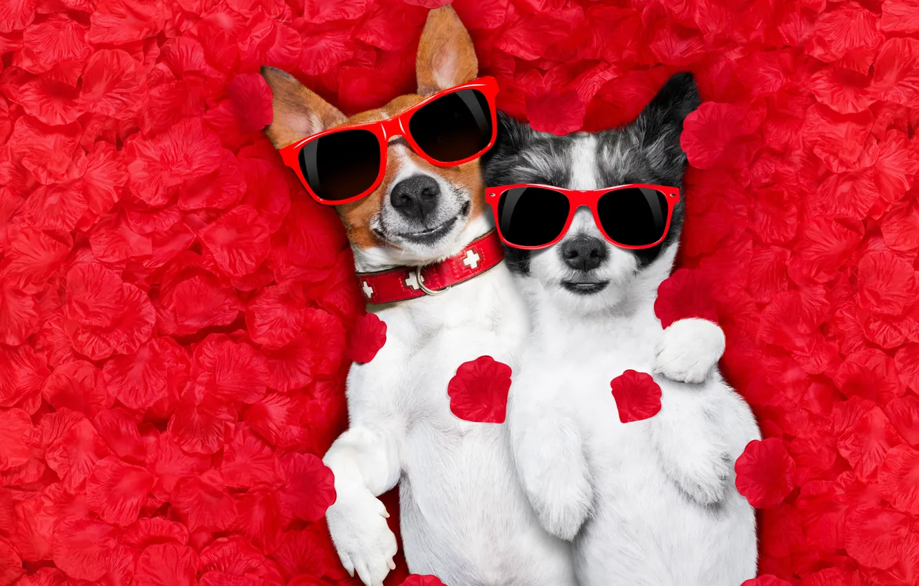 Photo wallpaper creative, humor, petals, glasses, pair, red, rose petals, muzzle