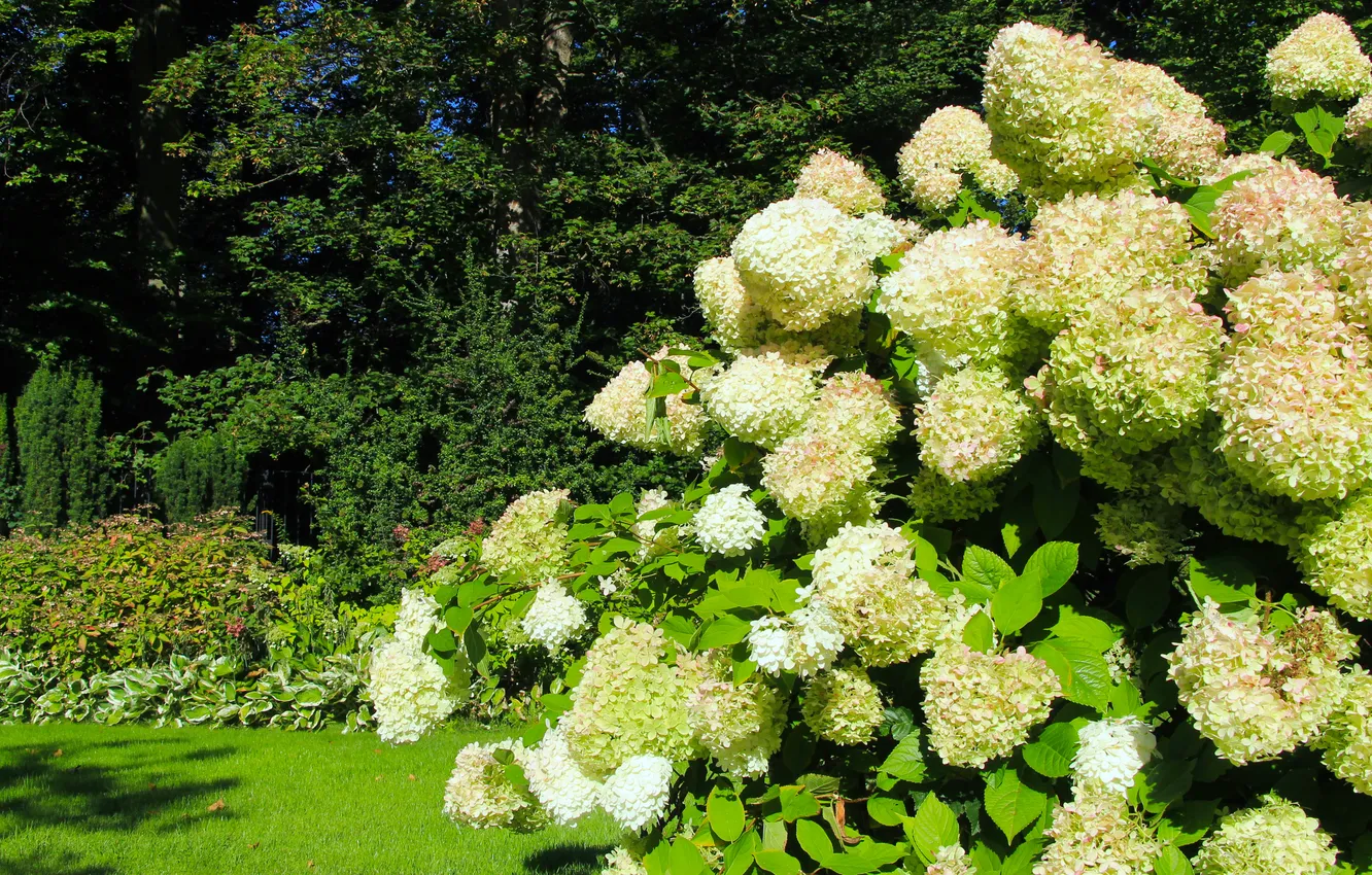 Photo wallpaper white, flower, garden, hydrangea