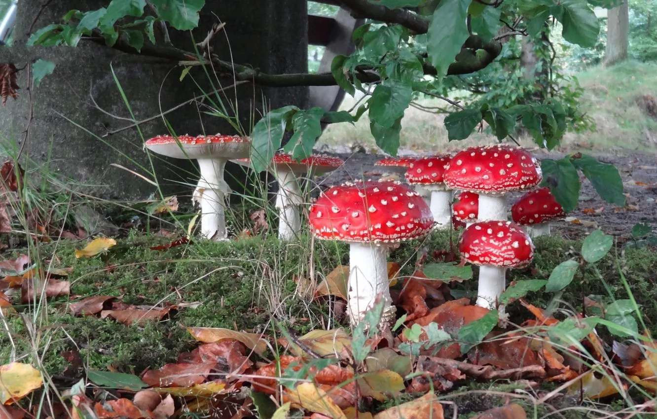 Photo wallpaper leaves, mushrooms, mushroom