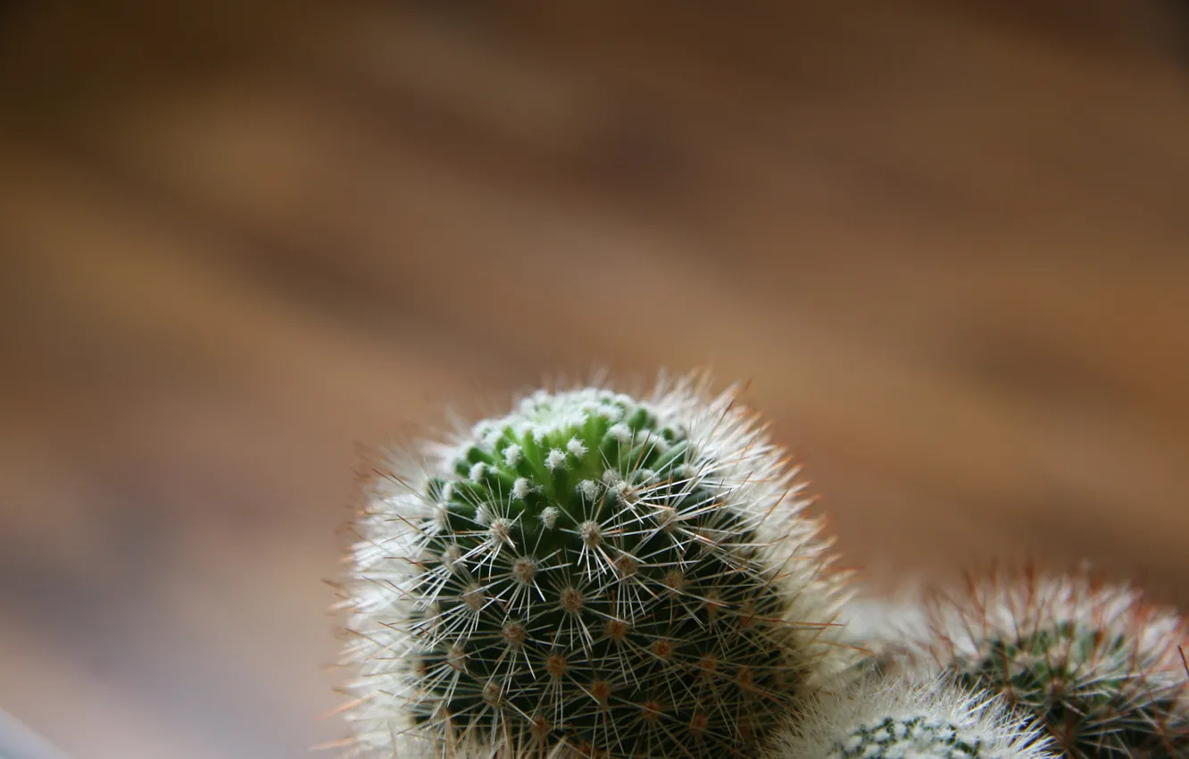 Photo wallpaper needles, focus, cactus, against, radiation)