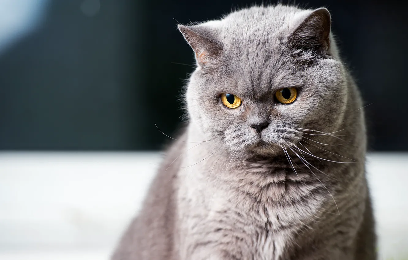 Photo wallpaper cat, eyes, cat, mustache, look, grey, background, portrait