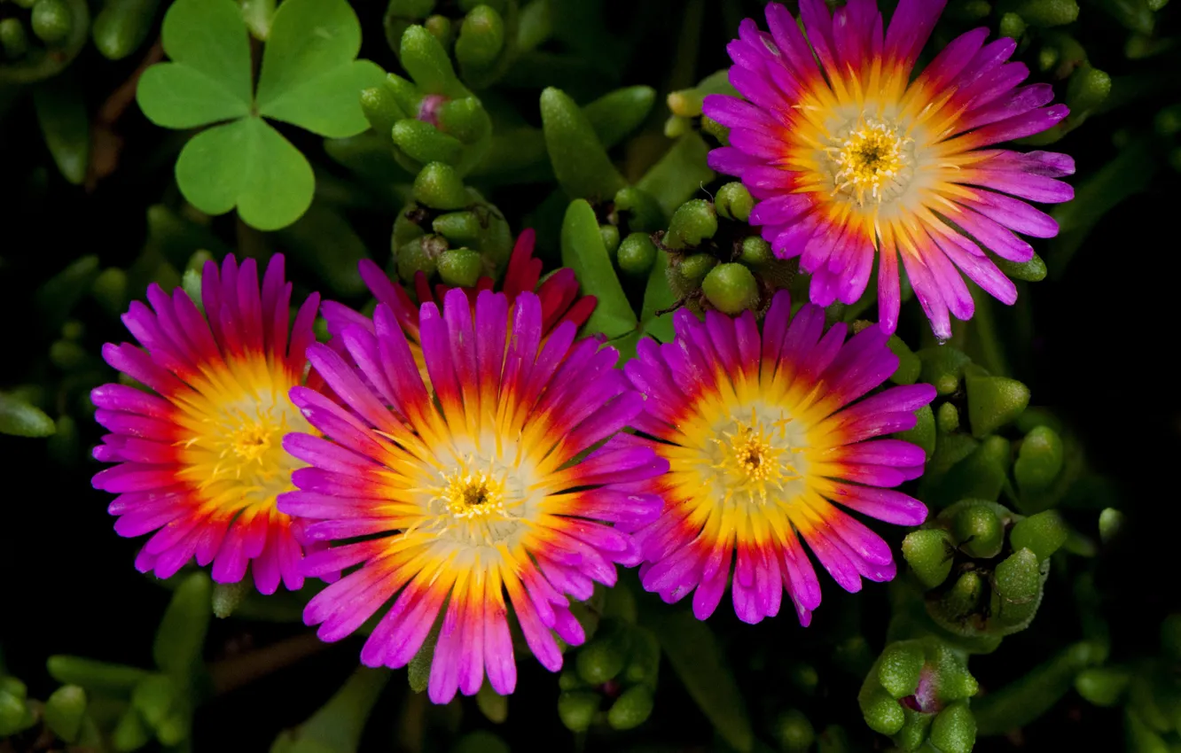 Photo wallpaper leaves, nature, petals, garden