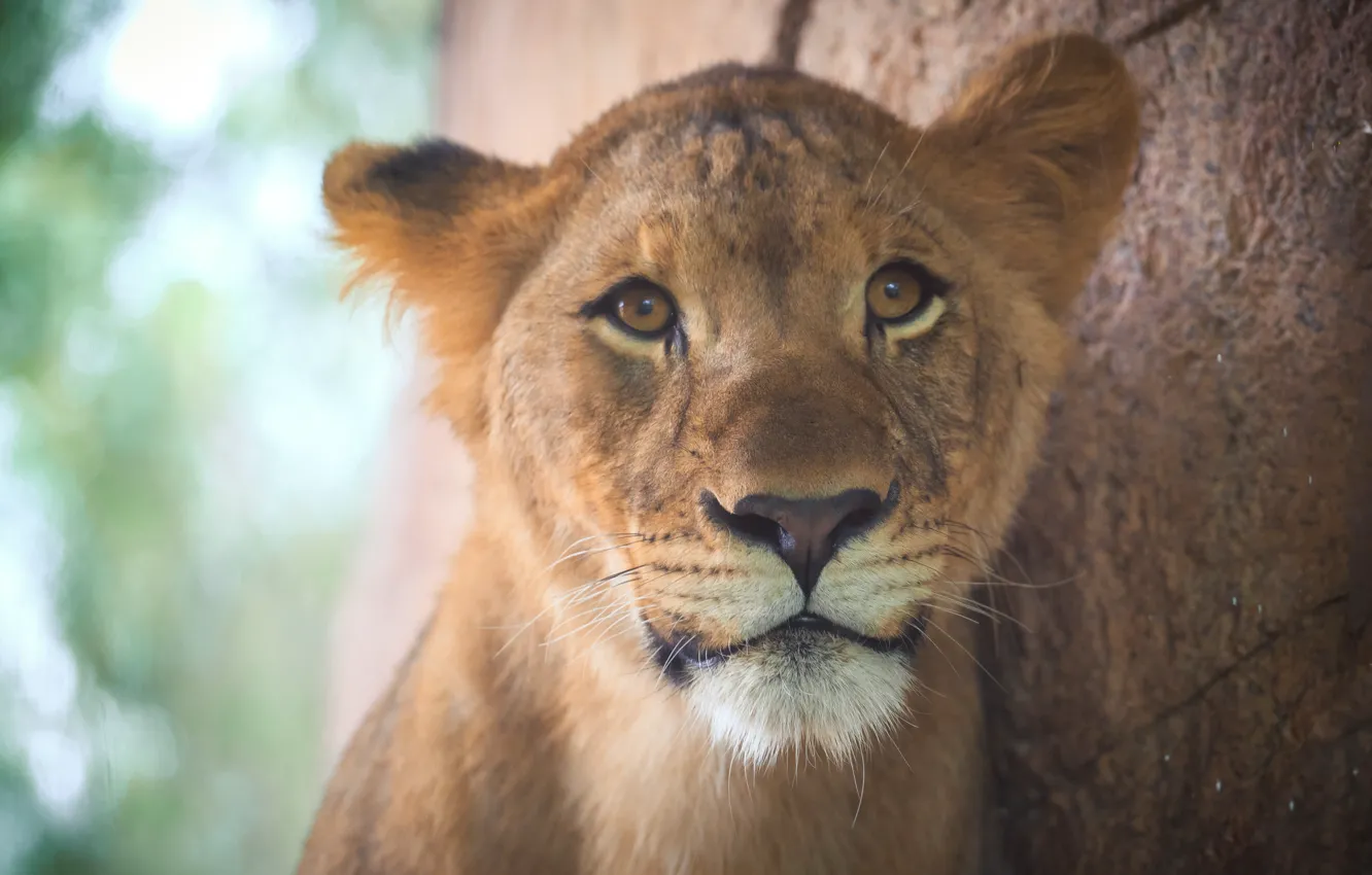 Photo wallpaper look, face, stones, wall, portrait, lioness, young, bokeh