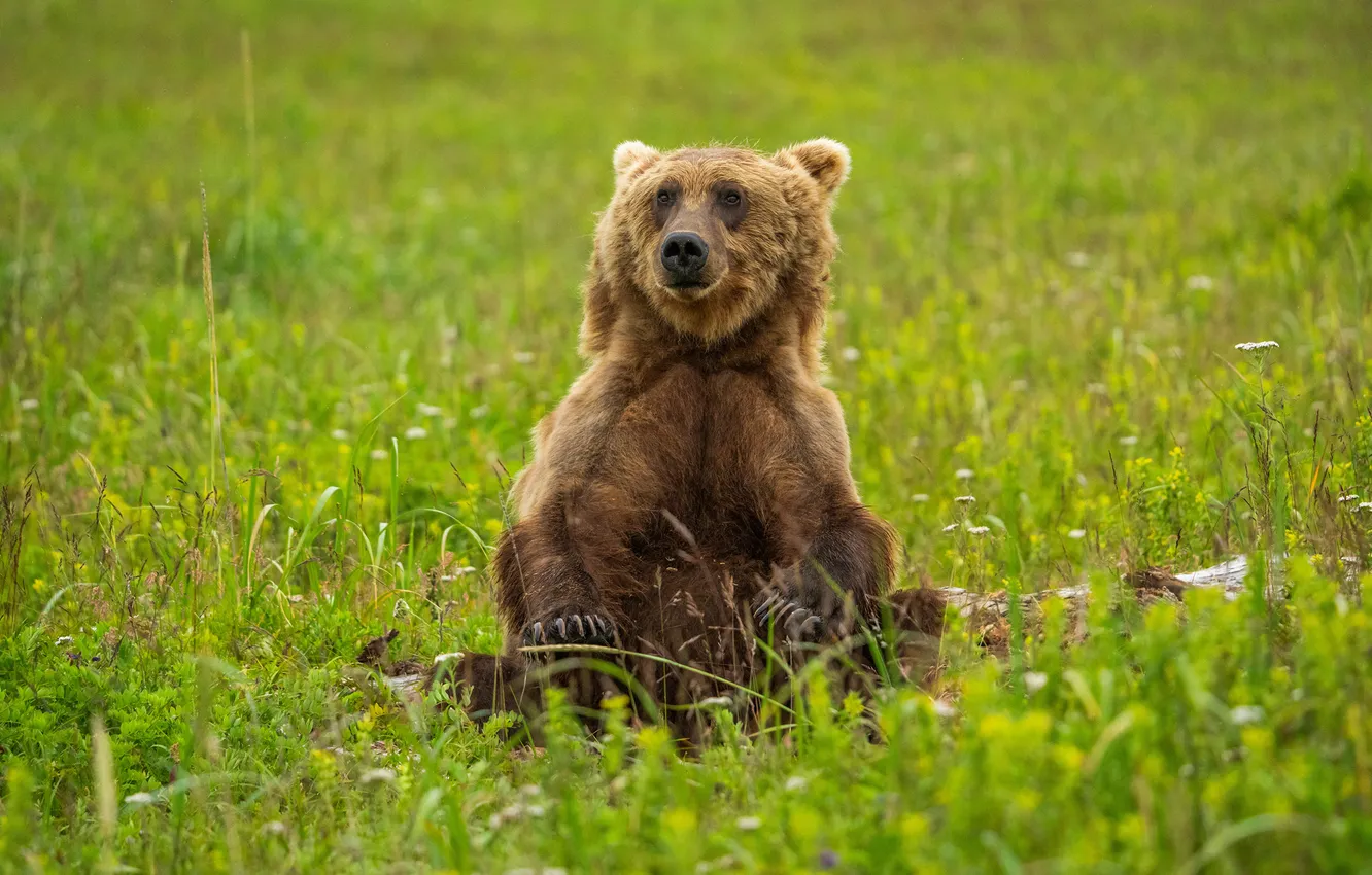 Photo wallpaper grass, bear, sitting