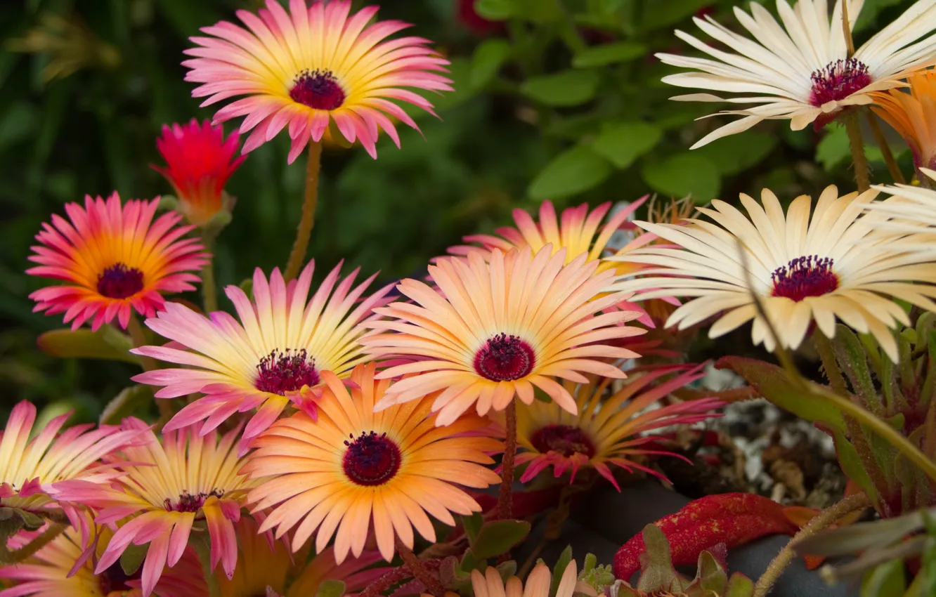 Photo wallpaper flowers, Mesembryanthemum, Mesembryanthemum