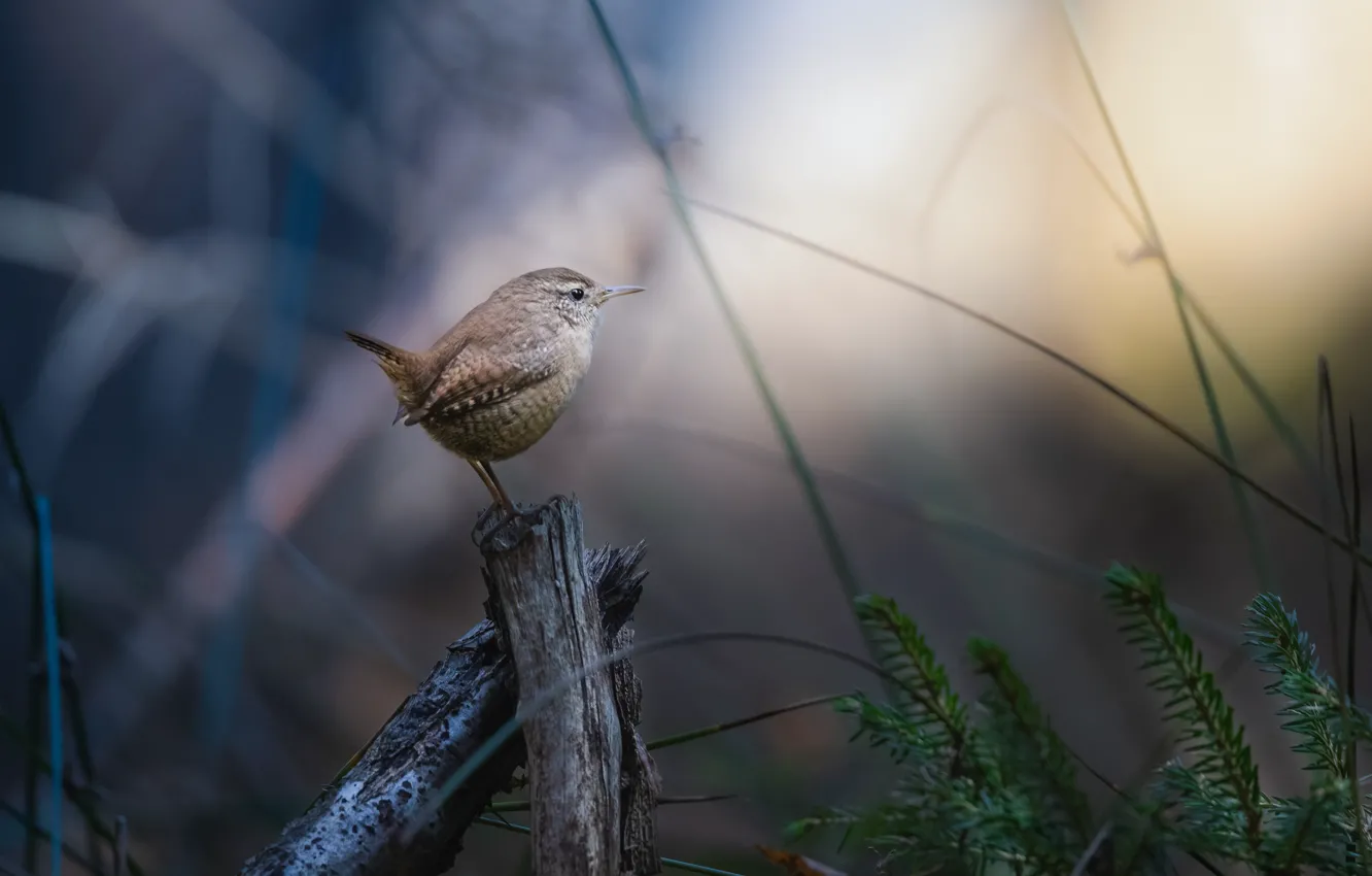 Photo wallpaper grass, nature, snag, bird