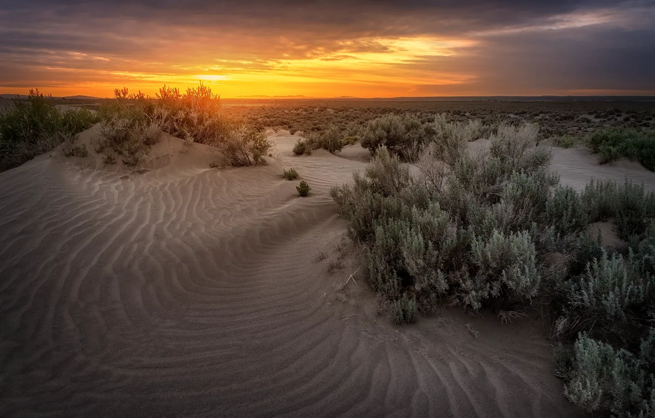 Photo wallpaper sand, the sky, sunset, desert, horizon, dunes, shrub