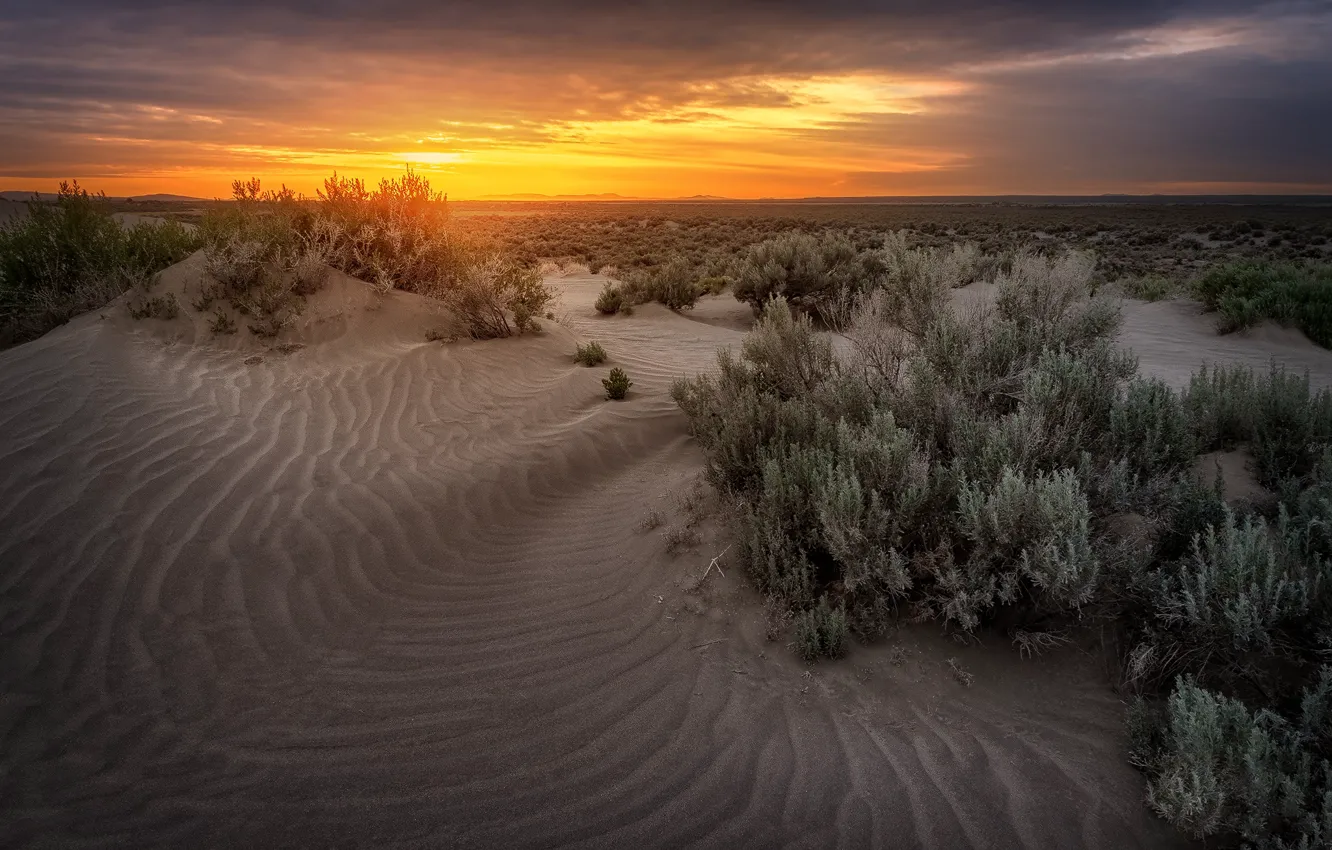 Photo wallpaper sand, the sky, sunset, desert, horizon, dunes, Sands, shrubs