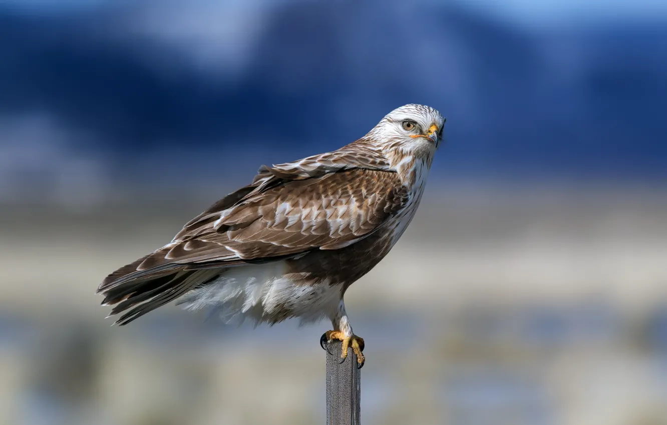 Photo wallpaper nature, bird, The rough-legged Buzzard, Rough Legged Hawk