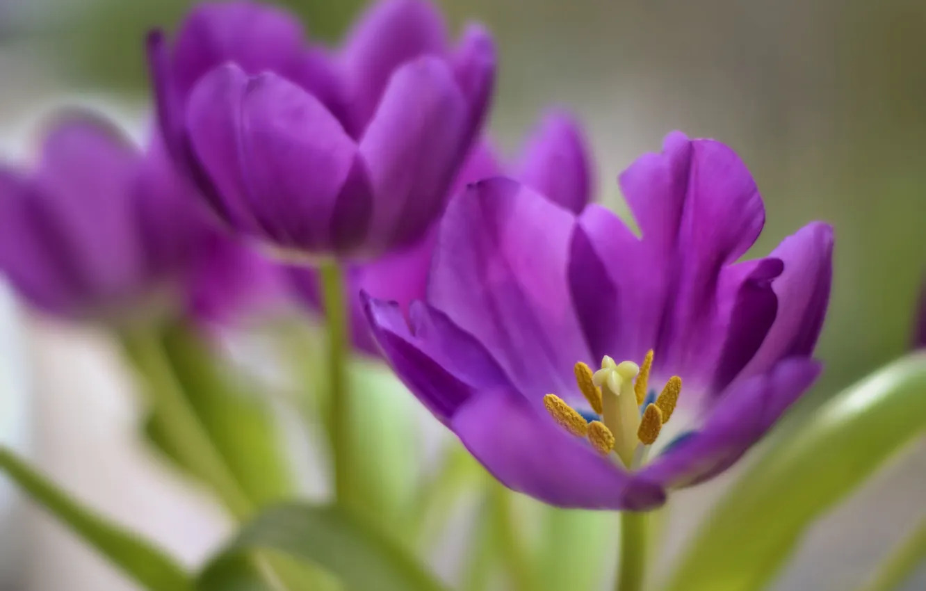 Photo wallpaper purple, macro, petals, tulips, bokeh