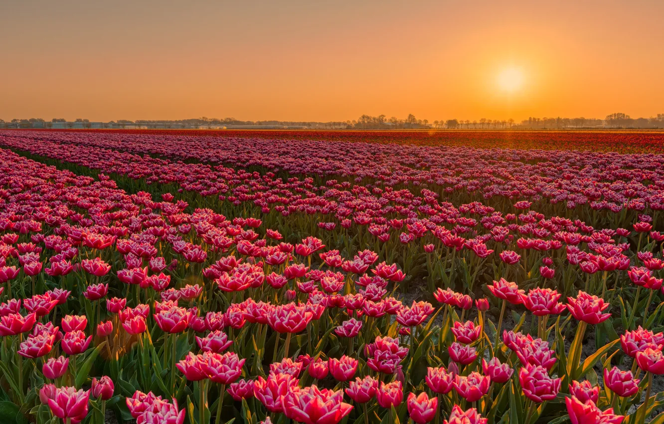 Photo wallpaper the sky, sunset, flowers, red, tulips, pink, plantation, Tulip field