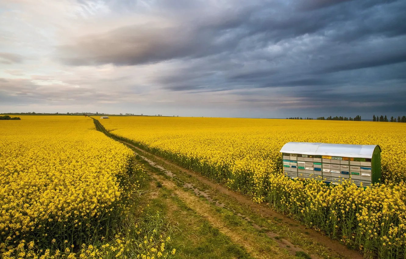 Photo wallpaper field, flowers, Italy, Tuscany