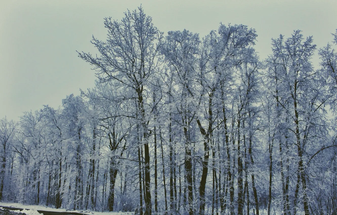 Photo wallpaper Russia, trees, nature, winter, beauty, cold