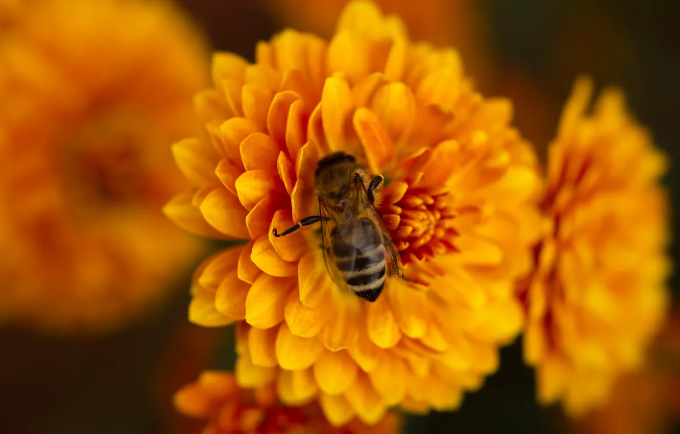 Photo wallpaper macro, flowers, orange, bee, chrysanthemum, bokeh