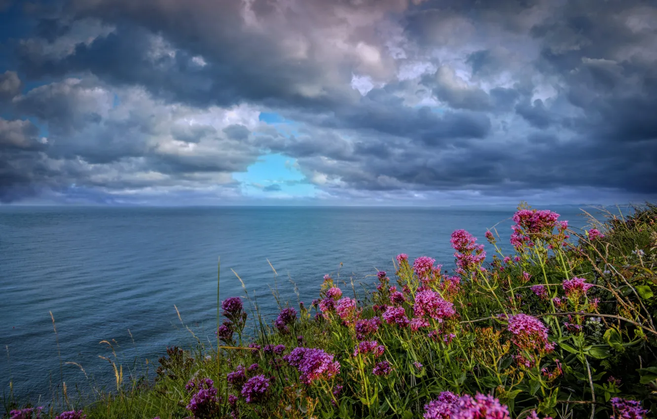 Wallpaper Sea, Flowers, Clouds For Mobile And Desktop, Section пейзажи ...