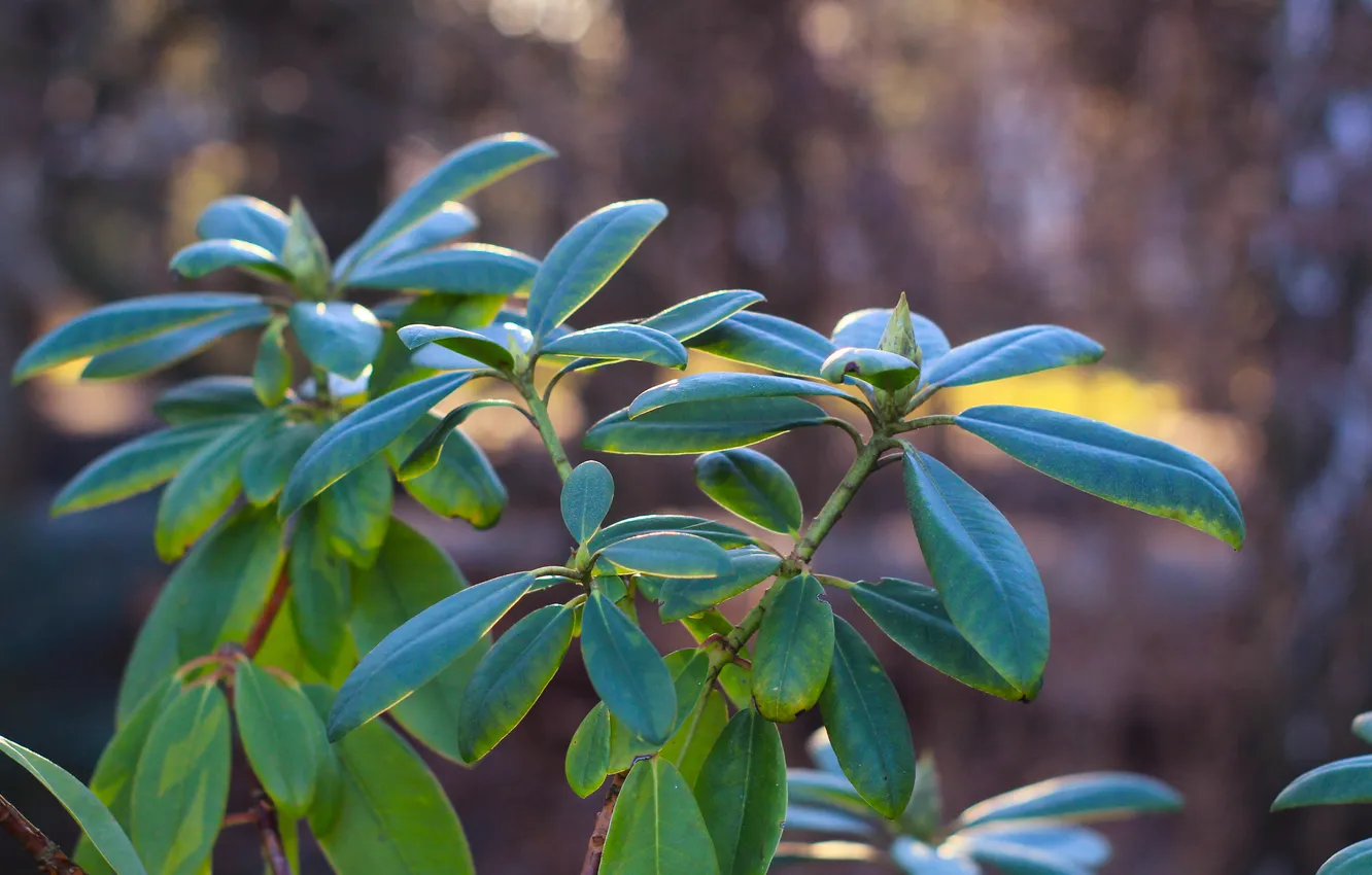 Photo wallpaper leafs, twig, hydrangea