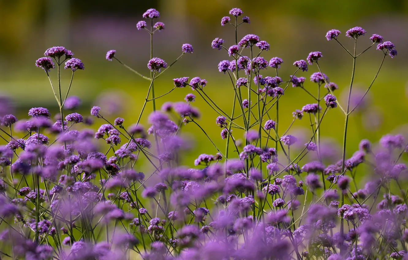 Photo wallpaper plant, bokeh, verbena Buenos Aires