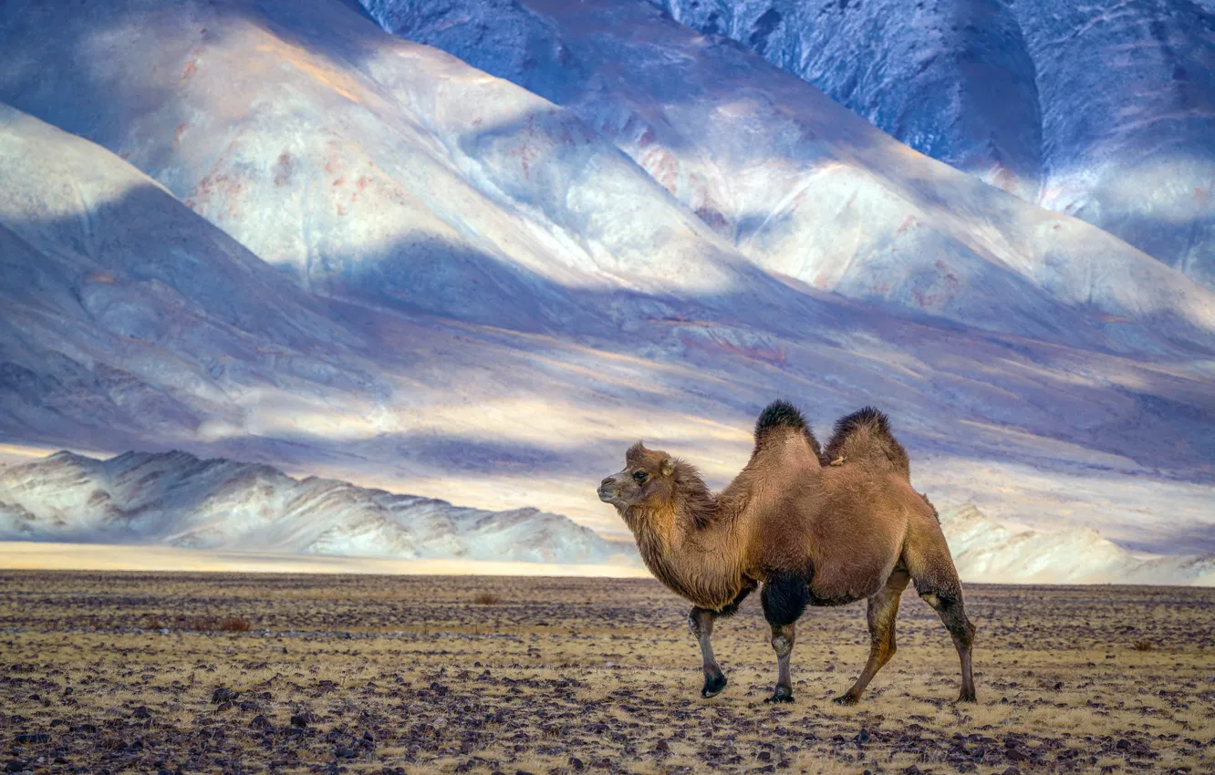 Photo wallpaper nature, desert, camel
