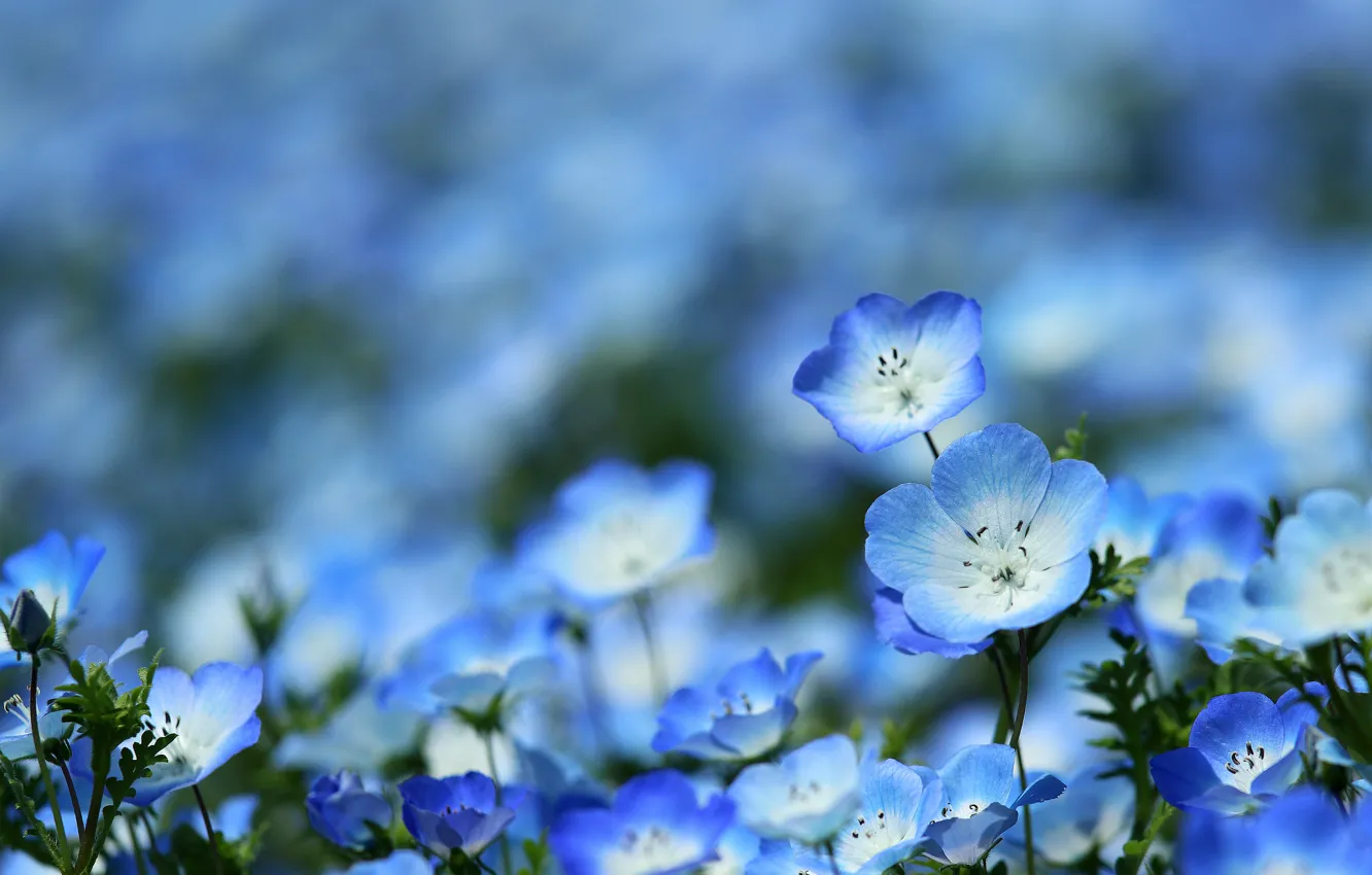 Photo wallpaper blue, beauty, spring, meadow, Nemophila