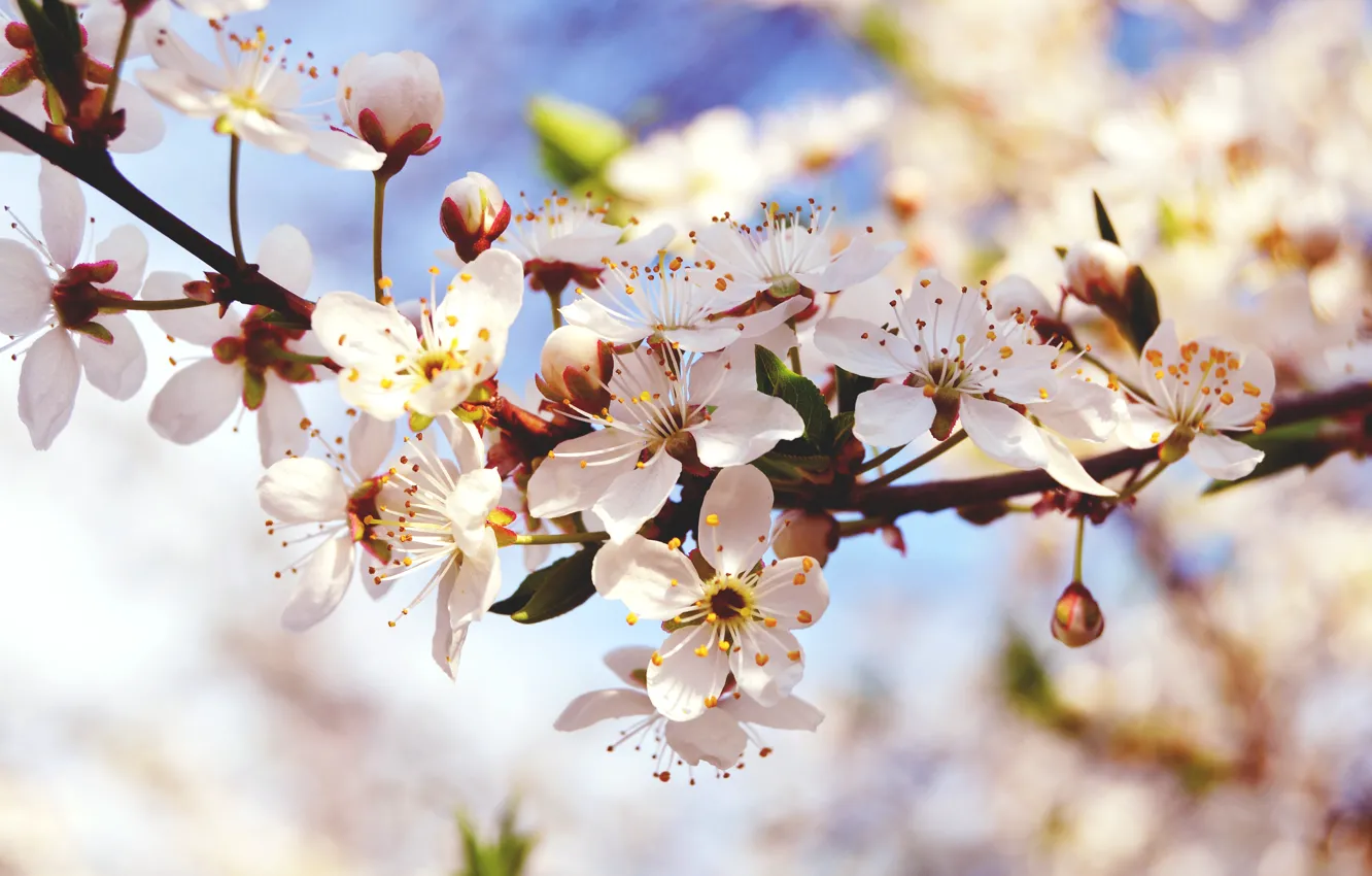 Photo wallpaper macro, flowers, branches, nature, branch, spring, buds, flowering